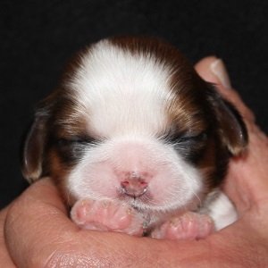 シーズー【茨城県・女の子・2016年2月7日・ゴールド&ホワイト】の写真「ブレーズがきれいに入った美人さん♪」