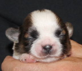 シーズー【茨城県・女の子・2016年8月29日・ゴールド&ホワイト】の写真「ブレーズが太く入った美人さん♪」