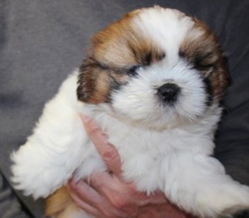 シーズー【茨城県・男の子・2016年8月29日・ゴールド&ホワイト】の写真「ブレーズがきれいに入ったイケメン君」