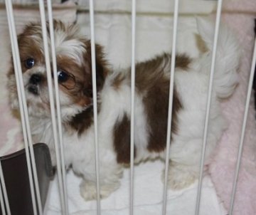 シーズー【茨城県・男の子・2016年10月21日・ゴールド&ホワイト】の写真「ブレーズ（目と目の間の白い部分）がきれいなイケメン」