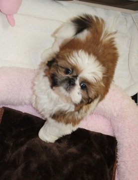 シーズー【茨城県・女の子・2016年11月1日・ゴールド&ホワイト】の写真「ワンワンワンの日に生まれた女の子」