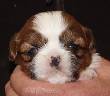 シーズー【茨城県・男の子・2016年1月18日・ゴールド&ホワイト】の写真「小ぶりな男の子です」