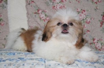 シーズー【茨城県・男の子・2016年5月5日・ゴールド&ホワイト】の写真「こどもの日に生まれた可愛い男の子です(*^_^*)」