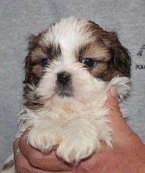 シーズー【茨城県・男の子・2016年10月21日・ゴールド&ホワイト】の写真「ブレーズ（額の白い部分）がきれいに入ったイケメン君」