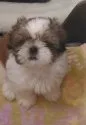 シーズー【茨城県・男の子・2018年1月18日・ゴールド&ホワイト】の写真3「とっても可愛い子です」