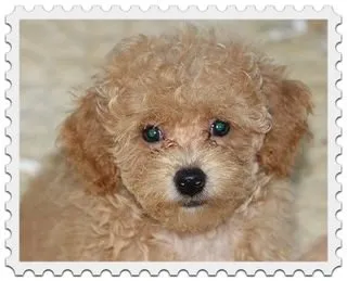 メル 様のお迎えした子犬