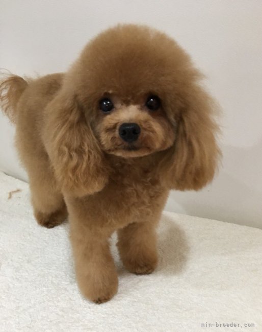 タイニープードル【・男の子・2021年2月7日・レッド】