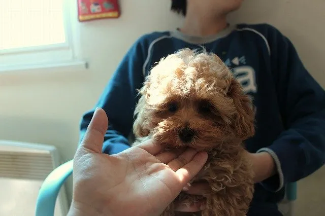りんごりん 様のお迎えした子犬