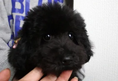 もえまま 様のお迎えした子犬
