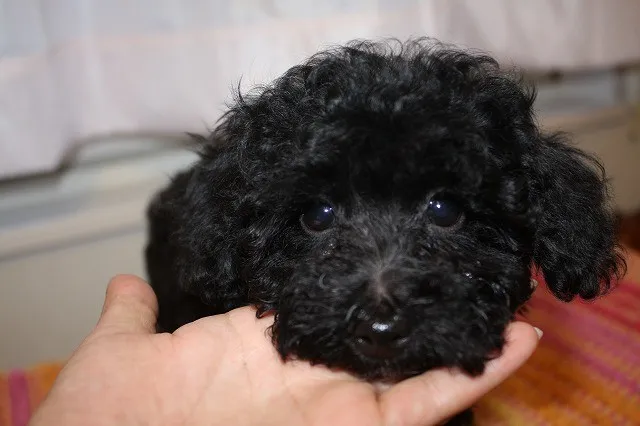 かんかん 様のお迎えした子犬