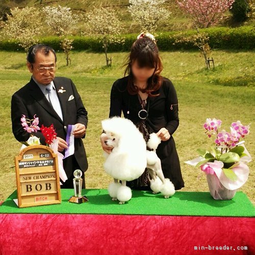 自家繁殖にてチャンピオン完成しました☆CNシロップ♡｜池田　亜津佐(いけだ　あずさ)ブリーダー(熊本県・チワワ(ロング)など・JKC登録)の紹介写真2