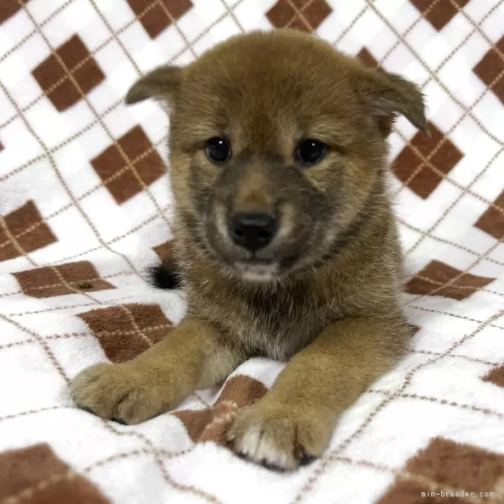 柴犬(標準サイズ)【熊本県・女の子・2025年6月18日・赤】の写真1「とても可愛い子です♡」