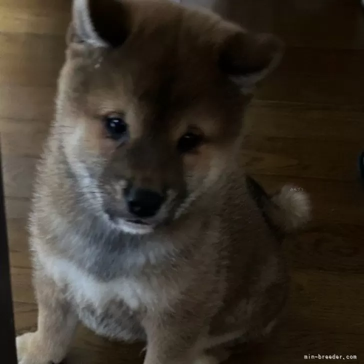 ID:2501-00212の子犬