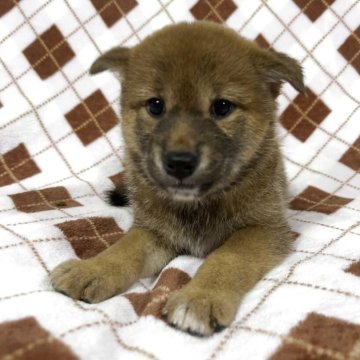 柴犬(標準サイズ)【熊本県・女の子・2025年6月18日・赤】の写真「とても性格の良い子です♡」