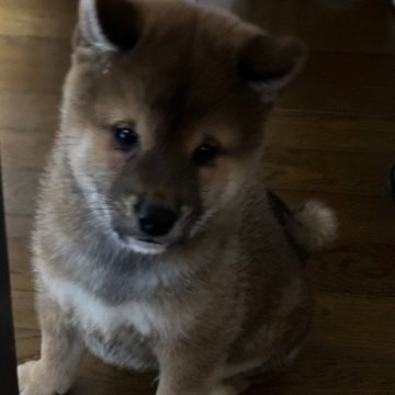 柴犬(標準サイズ)【熊本県・男の子・2024年10月18日・赤】の写真「とてもイケメンな僕です。」