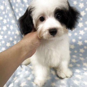 チワプー(チワワ×トイプードル)【熊本県・男の子・2025年4月13日・ホワイトブラック】の写真「とても可愛い男の子です⭐︎」