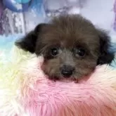 ティーカッププードル