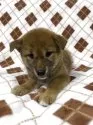 柴犬(標準サイズ)【熊本県・女の子・2025年6月18日・赤】の写真2