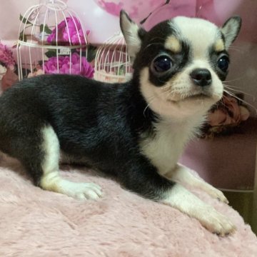 チワワ(スムース)【熊本県・女の子・2023年4月23日・ブラックタンホワイト】の写真「おでこまんまる可愛い子です♡」