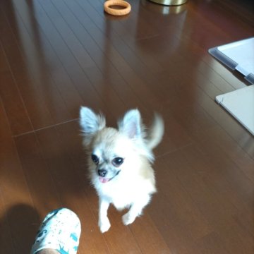 チワワ(ロング)【東京都・女の子・2023年11月29日・セーブル】の写真「１０/２２撮　食盛　血良　散歩　ママにジャーンプ　」