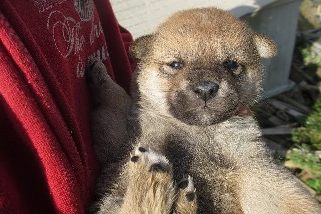 ID：1412-00016の子犬