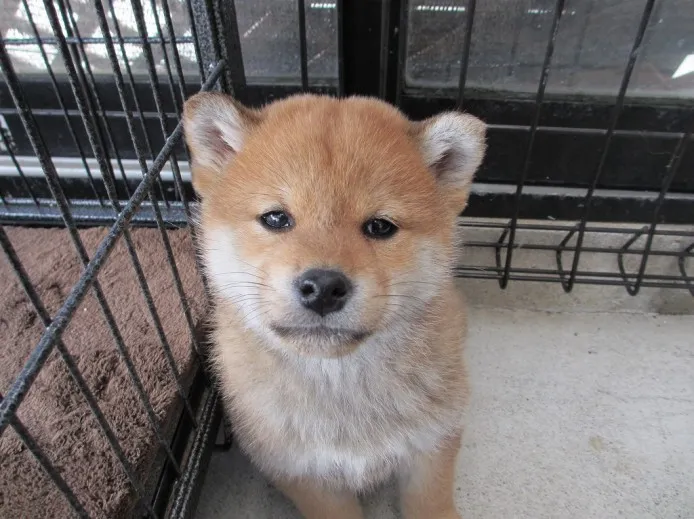 ケン 様のお迎えした子犬