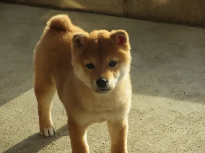 Ｔ 様のお迎えした子犬