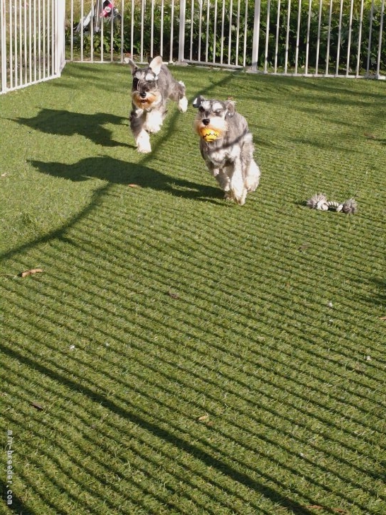 菊地原真澄ブリーダーのブログ：感慨深い姉妹