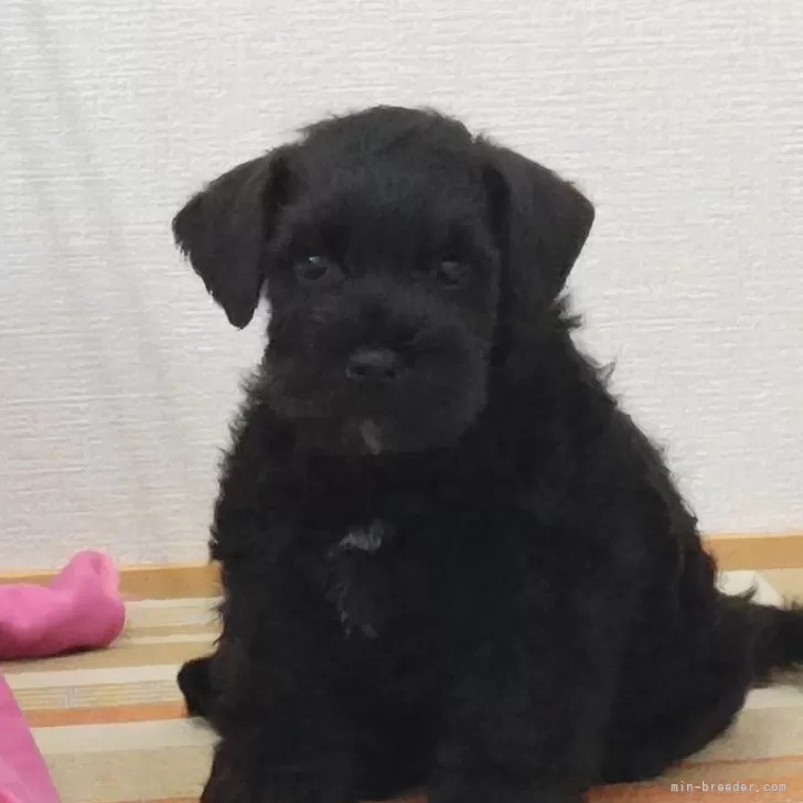 C.W 様のお迎えした子犬