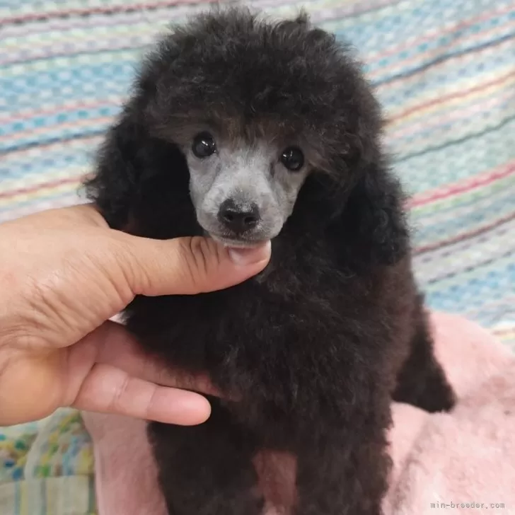 ID：2508-02484の子犬