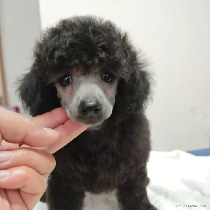 メイちゃんママ 様のお迎えした子犬