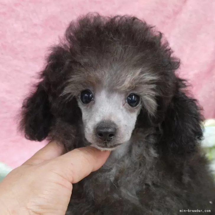 ID：2508-02314の子犬