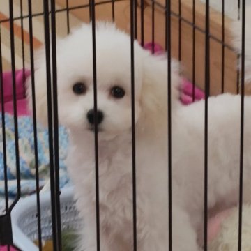 トイプードル(タイニー)【千葉県・女の子・2024年10月30日・ホワイト】の写真「体格は小さいですが意外とマッチョちゃん(^^)」