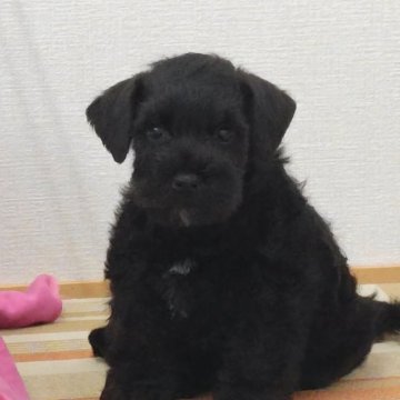 ミニチュアシュナウザー【千葉県・男の子・2025年3月26日・ブラック】の写真「骨太しっかり体躯、悩ましい位の可愛さ（笑）」