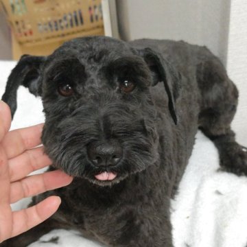 ミニチュアシュナウザー【千葉県・男の子・2024年5月30日・ブラック】の写真「5/30で1歳の去勢手術済み優しい性格小ぶり君」