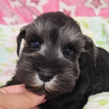 ミニチュアシュナウザー【千葉県・女の子・2025年1月22日・ソルト&ペッパー】の写真「今は可愛いお顔だちの将来の美人ちゃん(^^)」