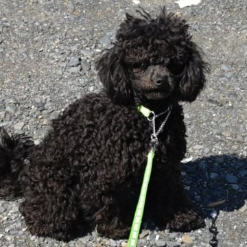 トイプードル(トイ)【千葉県・女の子・2024年9月10日・ブラック】の写真「避妊手術済み」