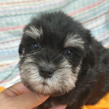 ミニチュアシュナウザー【千葉県・女の子・2025年6月18日・ブラック&シルバー】の写真「派手目なブラック＆シルバーになるタイプです!」