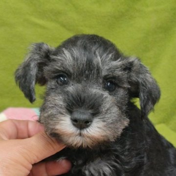 ミニチュアシュナウザー【千葉県・女の子・2025年10月29日・ソルト&ペッパー】の写真「まるまるの女の子ちゃん(*^^*)」