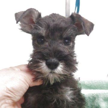 ミニチュアシュナウザー【千葉県・男の子・2025年9月9日・ソルト&ペッパー】の写真「元気なチビちゃん！！片睾丸によりお値引き」