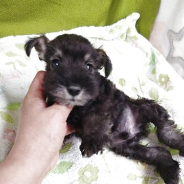 ミニチュアシュナウザー【千葉県・男の子・2025年9月9日・ソルト&ペッパー】の写真「元気なチビちゃん！！」