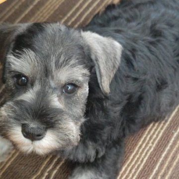 ミニチュアシュナウザー【千葉県・女の子・2025年3月19日・ソルト&ペッパー】の写真「体躯構成の良い美人ちゃん！！」