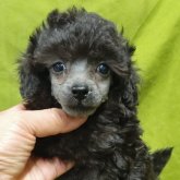 トイプードル(タイニー)