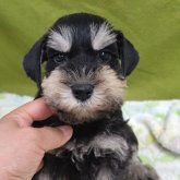 ミニチュアシュナウザー