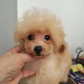 トイプードル(ティーカップ)
