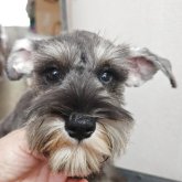 ミニチュアシュナウザー