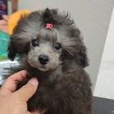 トイプードル(ティーカップ)