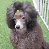 タイニープードル