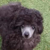 タイニープードル