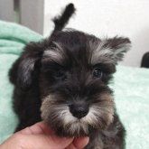 ミニチュアシュナウザー